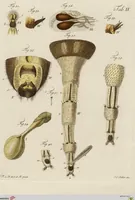Picture 5 of 6 from Wilhelm Friederichs Freiherrn von Gleichen, genannt Rußworm, Herrn auf Greiffenstein und Bonnland, Großkreuz des Brandenburgischen rothen Adlerordens und Hochfürstlich Brandenburgisch-Culmbachischen Geheimen Raths, Geschichte der gemeinen Stubenfliege: nebst vier mit Farben erleuchteten Kupfertafeln (1790), leaf 43