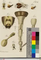 Picture 6 of 6 from Wilhelm Friederichs Freiherrn von Gleichen, genannt Rußworm, Herrn auf Greiffenstein und Bonnland, Großkreuz des Brandenburgischen rothen Adlerordens und Hochfürstlich Brandenburgisch-Culmbachischen Geheimen Raths, Geschichte der gemeinen Stubenfliege: nebst vier mit Farben erleuchteten Kupfertafeln (1790), leaf 49
