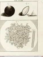 Picture 36 of 50 from (Band 2): Martin Frobenius Ledermüllers, Hochfürstlich- Brandenburg- Culmbachischen Justiz-Raths ... Nachlese seiner Mikroskopischen Gemüths- und Augen-Ergötzung: Bestehend in zehen fein illuminirten Kupfertafeln, Sammt deren Erklärung: und Einer getreuen Anweisung, wie man alle Arten Mikroskope geschickt, leicht und nützlich gebrauchen solle (1762), leaf 107
