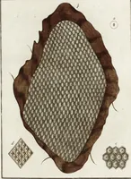 Picture 37 of 50 from (Band 2): Martin Frobenius Ledermüllers, Hochfürstlich- Brandenburg- Culmbachischen Justiz-Raths ... Nachlese seiner Mikroskopischen Gemüths- und Augen-Ergötzung: Bestehend in zehen fein illuminirten Kupfertafeln, Sammt deren Erklärung: und Einer getreuen Anweisung, wie man alle Arten Mikroskope geschickt, leicht und nützlich gebrauchen solle (1762), leaf 115