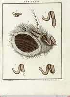 Picture 38 of 50 from (Band 2): Martin Frobenius Ledermüllers, Hochfürstlich- Brandenburg- Culmbachischen Justiz-Raths ... Nachlese seiner Mikroskopischen Gemüths- und Augen-Ergötzung: Bestehend in zehen fein illuminirten Kupfertafeln, Sammt deren Erklärung: und Einer getreuen Anweisung, wie man alle Arten Mikroskope geschickt, leicht und nützlich gebrauchen solle (1762), leaf 116