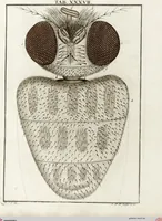 Picture 39 of 50 from (Band 2): Martin Frobenius Ledermüllers, Hochfürstlich- Brandenburg- Culmbachischen Justiz-Raths ... Nachlese seiner Mikroskopischen Gemüths- und Augen-Ergötzung: Bestehend in zehen fein illuminirten Kupfertafeln, Sammt deren Erklärung: und Einer getreuen Anweisung, wie man alle Arten Mikroskope geschickt, leicht und nützlich gebrauchen solle (1762), leaf 119