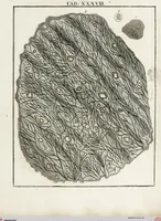 An illustration from (Band 2): Martin Frobenius Ledermüllers, Hochfürstlich- Brandenburg- Culmbachischen Justiz-Raths ... Nachlese seiner Mikroskopischen Gemüths- und Augen-Ergötzung: Bestehend in zehen fein illuminirten Kupfertafeln, Sammt deren Erklärung: und Einer getreuen Anweisung, wie man alle Arten Mikroskope geschickt, leicht und nützlich gebrauchen solle (1762)