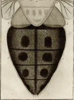 Picture 43 of 50 from (Band 2): Martin Frobenius Ledermüllers, Hochfürstlich- Brandenburg- Culmbachischen Justiz-Raths ... Nachlese seiner Mikroskopischen Gemüths- und Augen-Ergötzung: Bestehend in zehen fein illuminirten Kupfertafeln, Sammt deren Erklärung: und Einer getreuen Anweisung, wie man alle Arten Mikroskope geschickt, leicht und nützlich gebrauchen solle (1762), leaf 139
