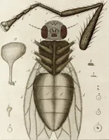 An illustration from (Band 2): Martin Frobenius Ledermüllers, Hochfürstlich- Brandenburg- Culmbachischen Justiz-Raths ... Nachlese seiner Mikroskopischen Gemüths- und Augen-Ergötzung: Bestehend in zehen fein illuminirten Kupfertafeln, Sammt deren Erklärung: und Einer getreuen Anweisung, wie man alle Arten Mikroskope geschickt, leicht und nützlich gebrauchen solle (1762)