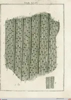 Picture 45 of 50 from (Band 2): Martin Frobenius Ledermüllers, Hochfürstlich- Brandenburg- Culmbachischen Justiz-Raths ... Nachlese seiner Mikroskopischen Gemüths- und Augen-Ergötzung: Bestehend in zehen fein illuminirten Kupfertafeln, Sammt deren Erklärung: und Einer getreuen Anweisung, wie man alle Arten Mikroskope geschickt, leicht und nützlich gebrauchen solle (1762), leaf 147