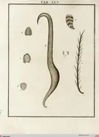 Picture 46 of 50 from (Band 2): Martin Frobenius Ledermüllers, Hochfürstlich- Brandenburg- Culmbachischen Justiz-Raths ... Nachlese seiner Mikroskopischen Gemüths- und Augen-Ergötzung: Bestehend in zehen fein illuminirten Kupfertafeln, Sammt deren Erklärung: und Einer getreuen Anweisung, wie man alle Arten Mikroskope geschickt, leicht und nützlich gebrauchen solle (1762), leaf 148