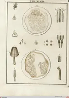 Picture 47 of 50 from (Band 2): Martin Frobenius Ledermüllers, Hochfürstlich- Brandenburg- Culmbachischen Justiz-Raths ... Nachlese seiner Mikroskopischen Gemüths- und Augen-Ergötzung: Bestehend in zehen fein illuminirten Kupfertafeln, Sammt deren Erklärung: und Einer getreuen Anweisung, wie man alle Arten Mikroskope geschickt, leicht und nützlich gebrauchen solle (1762), leaf 153