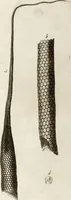 Picture 48 of 50 from (Band 2): Martin Frobenius Ledermüllers, Hochfürstlich- Brandenburg- Culmbachischen Justiz-Raths ... Nachlese seiner Mikroskopischen Gemüths- und Augen-Ergötzung: Bestehend in zehen fein illuminirten Kupfertafeln, Sammt deren Erklärung: und Einer getreuen Anweisung, wie man alle Arten Mikroskope geschickt, leicht und nützlich gebrauchen solle (1762), leaf 156