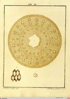 Picture 8 of 50 from (Band 2): Martin Frobenius Ledermüllers, Hochfürstlich- Brandenburg- Culmbachischen Justiz-Raths ... Nachlese seiner Mikroskopischen Gemüths- und Augen-Ergötzung: Bestehend in zehen fein illuminirten Kupfertafeln, Sammt deren Erklärung: und Einer getreuen Anweisung, wie man alle Arten Mikroskope geschickt, leicht und nützlich gebrauchen solle (1762), leaf 28