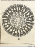 Picture 9 of 50 from (Band 2): Martin Frobenius Ledermüllers, Hochfürstlich- Brandenburg- Culmbachischen Justiz-Raths ... Nachlese seiner Mikroskopischen Gemüths- und Augen-Ergötzung: Bestehend in zehen fein illuminirten Kupfertafeln, Sammt deren Erklärung: und Einer getreuen Anweisung, wie man alle Arten Mikroskope geschickt, leicht und nützlich gebrauchen solle (1762), leaf 29