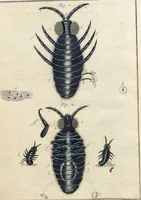 Picture 14 of 50 from (Band 2): Martin Frobenius Ledermüllers, Hochfürstlich- Brandenburg- Culmbachischen Justiz-Raths ... Nachlese seiner Mikroskopischen Gemüths- und Augen-Ergötzung: Bestehend in zehen fein illuminirten Kupfertafeln, Sammt deren Erklärung: und Einer getreuen Anweisung, wie man alle Arten Mikroskope geschickt, leicht und nützlich gebrauchen solle (1762), leaf 38