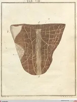 Picture 15 of 50 from (Band 2): Martin Frobenius Ledermüllers, Hochfürstlich- Brandenburg- Culmbachischen Justiz-Raths ... Nachlese seiner Mikroskopischen Gemüths- und Augen-Ergötzung: Bestehend in zehen fein illuminirten Kupfertafeln, Sammt deren Erklärung: und Einer getreuen Anweisung, wie man alle Arten Mikroskope geschickt, leicht und nützlich gebrauchen solle (1762), leaf 41