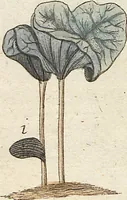 Picture 17 of 50 from (Band 2): Martin Frobenius Ledermüllers, Hochfürstlich- Brandenburg- Culmbachischen Justiz-Raths ... Nachlese seiner Mikroskopischen Gemüths- und Augen-Ergötzung: Bestehend in zehen fein illuminirten Kupfertafeln, Sammt deren Erklärung: und Einer getreuen Anweisung, wie man alle Arten Mikroskope geschickt, leicht und nützlich gebrauchen solle (1762), leaf 45