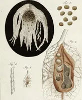 An illustration from (Band 2): Martin Frobenius Ledermüllers, Hochfürstlich- Brandenburg- Culmbachischen Justiz-Raths ... Nachlese seiner Mikroskopischen Gemüths- und Augen-Ergötzung: Bestehend in zehen fein illuminirten Kupfertafeln, Sammt deren Erklärung: und Einer getreuen Anweisung, wie man alle Arten Mikroskope geschickt, leicht und nützlich gebrauchen solle (1762)