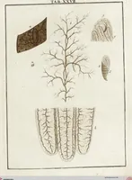 Picture 32 of 50 from (Band 2): Martin Frobenius Ledermüllers, Hochfürstlich- Brandenburg- Culmbachischen Justiz-Raths ... Nachlese seiner Mikroskopischen Gemüths- und Augen-Ergötzung: Bestehend in zehen fein illuminirten Kupfertafeln, Sammt deren Erklärung: und Einer getreuen Anweisung, wie man alle Arten Mikroskope geschickt, leicht und nützlich gebrauchen solle (1762), leaf 93