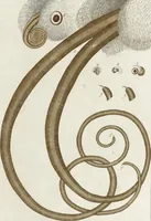 Picture 33 of 50 from (Band 2): Martin Frobenius Ledermüllers, Hochfürstlich- Brandenburg- Culmbachischen Justiz-Raths ... Nachlese seiner Mikroskopischen Gemüths- und Augen-Ergötzung: Bestehend in zehen fein illuminirten Kupfertafeln, Sammt deren Erklärung: und Einer getreuen Anweisung, wie man alle Arten Mikroskope geschickt, leicht und nützlich gebrauchen solle (1762), leaf 94