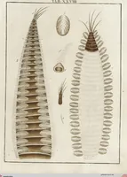 Picture 34 of 50 from (Band 2): Martin Frobenius Ledermüllers, Hochfürstlich- Brandenburg- Culmbachischen Justiz-Raths ... Nachlese seiner Mikroskopischen Gemüths- und Augen-Ergötzung: Bestehend in zehen fein illuminirten Kupfertafeln, Sammt deren Erklärung: und Einer getreuen Anweisung, wie man alle Arten Mikroskope geschickt, leicht und nützlich gebrauchen solle (1762), leaf 95