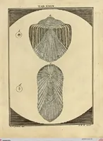 Picture 25 of 90 from (Hauptband): Bestehend in Ein hundert nach der Natur gezeichneten und mit Farben erleuchteten Kupfertafeln, sammt deren Erklärung (1763), leaf 103