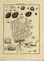 Picture 27 of 90 from (Hauptband): Bestehend in Ein hundert nach der Natur gezeichneten und mit Farben erleuchteten Kupfertafeln, sammt deren Erklärung (1763), leaf 110