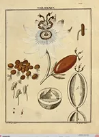 Picture 28 of 90 from (Hauptband): Bestehend in Ein hundert nach der Natur gezeichneten und mit Farben erleuchteten Kupfertafeln, sammt deren Erklärung (1763), leaf 120