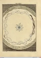 Picture 29 of 90 from (Hauptband): Bestehend in Ein hundert nach der Natur gezeichneten und mit Farben erleuchteten Kupfertafeln, sammt deren Erklärung (1763), leaf 121
