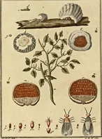 An illustration from (Hauptband): Bestehend in Ein hundert nach der Natur gezeichneten und mit Farben erleuchteten Kupfertafeln, sammt deren Erklärung (1763)