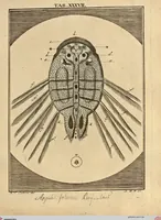 Picture 31 of 90 from (Hauptband): Bestehend in Ein hundert nach der Natur gezeichneten und mit Farben erleuchteten Kupfertafeln, sammt deren Erklärung (1763), leaf 127