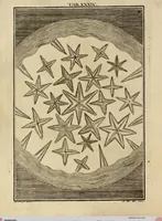 Picture 32 of 90 from (Hauptband): Bestehend in Ein hundert nach der Natur gezeichneten und mit Farben erleuchteten Kupfertafeln, sammt deren Erklärung (1763), leaf 128