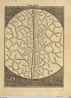 Picture 34 of 90 from (Hauptband): Bestehend in Ein hundert nach der Natur gezeichneten und mit Farben erleuchteten Kupfertafeln, sammt deren Erklärung (1763), leaf 135