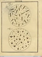An illustration from (Hauptband): Bestehend in Ein hundert nach der Natur gezeichneten und mit Farben erleuchteten Kupfertafeln, sammt deren Erklärung (1763)