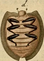 An illustration from (Hauptband): Bestehend in Ein hundert nach der Natur gezeichneten und mit Farben erleuchteten Kupfertafeln, sammt deren Erklärung (1763)