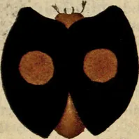 An illustration from (Hauptband): Bestehend in Ein hundert nach der Natur gezeichneten und mit Farben erleuchteten Kupfertafeln, sammt deren Erklärung (1763)