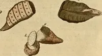Picture 38 of 90 from (Hauptband): Bestehend in Ein hundert nach der Natur gezeichneten und mit Farben erleuchteten Kupfertafeln, sammt deren Erklärung (1763), leaf 137