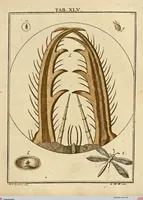 Picture 39 of 90 from (Hauptband): Bestehend in Ein hundert nach der Natur gezeichneten und mit Farben erleuchteten Kupfertafeln, sammt deren Erklärung (1763), leaf 140
