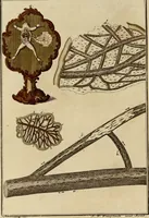An illustration from (Hauptband): Bestehend in Ein hundert nach der Natur gezeichneten und mit Farben erleuchteten Kupfertafeln, sammt deren Erklärung (1763)