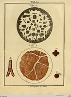 An illustration from (Hauptband): Bestehend in Ein hundert nach der Natur gezeichneten und mit Farben erleuchteten Kupfertafeln, sammt deren Erklärung (1763)