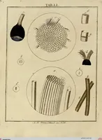 An illustration from (Hauptband): Bestehend in Ein hundert nach der Natur gezeichneten und mit Farben erleuchteten Kupfertafeln, sammt deren Erklärung (1763)