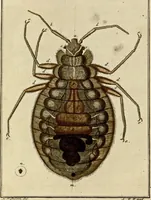 Picture 46 of 90 from (Hauptband): Bestehend in Ein hundert nach der Natur gezeichneten und mit Farben erleuchteten Kupfertafeln, sammt deren Erklärung (1763), leaf 167