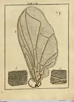 An illustration from (Hauptband): Bestehend in Ein hundert nach der Natur gezeichneten und mit Farben erleuchteten Kupfertafeln, sammt deren Erklärung (1763)