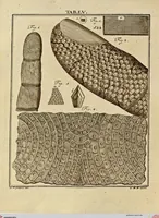 Picture 49 of 90 from (Hauptband): Bestehend in Ein hundert nach der Natur gezeichneten und mit Farben erleuchteten Kupfertafeln, sammt deren Erklärung (1763), leaf 172