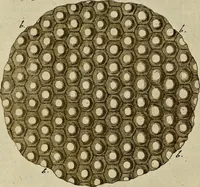 Picture 50 of 90 from (Hauptband): Bestehend in Ein hundert nach der Natur gezeichneten und mit Farben erleuchteten Kupfertafeln, sammt deren Erklärung (1763), leaf 179