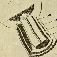 Picture 51 of 90 from (Hauptband): Bestehend in Ein hundert nach der Natur gezeichneten und mit Farben erleuchteten Kupfertafeln, sammt deren Erklärung (1763), leaf 179