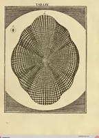 An illustration from (Hauptband): Bestehend in Ein hundert nach der Natur gezeichneten und mit Farben erleuchteten Kupfertafeln, sammt deren Erklärung (1763)