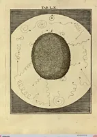 Picture 55 of 90 from (Hauptband): Bestehend in Ein hundert nach der Natur gezeichneten und mit Farben erleuchteten Kupfertafeln, sammt deren Erklärung (1763), leaf 189