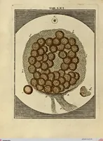 Picture 56 of 90 from (Hauptband): Bestehend in Ein hundert nach der Natur gezeichneten und mit Farben erleuchteten Kupfertafeln, sammt deren Erklärung (1763), leaf 192