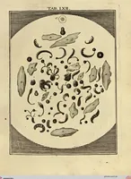An illustration from (Hauptband): Bestehend in Ein hundert nach der Natur gezeichneten und mit Farben erleuchteten Kupfertafeln, sammt deren Erklärung (1763)