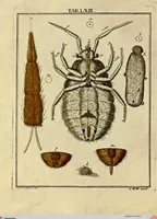 An illustration from (Hauptband): Bestehend in Ein hundert nach der Natur gezeichneten und mit Farben erleuchteten Kupfertafeln, sammt deren Erklärung (1763)