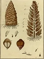 An illustration from (Hauptband): Bestehend in Ein hundert nach der Natur gezeichneten und mit Farben erleuchteten Kupfertafeln, sammt deren Erklärung (1763)