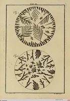 An illustration from (Hauptband): Bestehend in Ein hundert nach der Natur gezeichneten und mit Farben erleuchteten Kupfertafeln, sammt deren Erklärung (1763)
